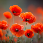 Roter Mohn Im Feld Mit Verschwommenem Hintergrund | Mohn  Pusteblume  Kornblume | Blumen