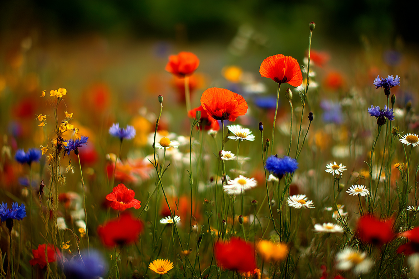 Buntes Wildfeld Mit Unscharfem Hintergrund | Mohn  Pusteblume  Kornblume | Blumen