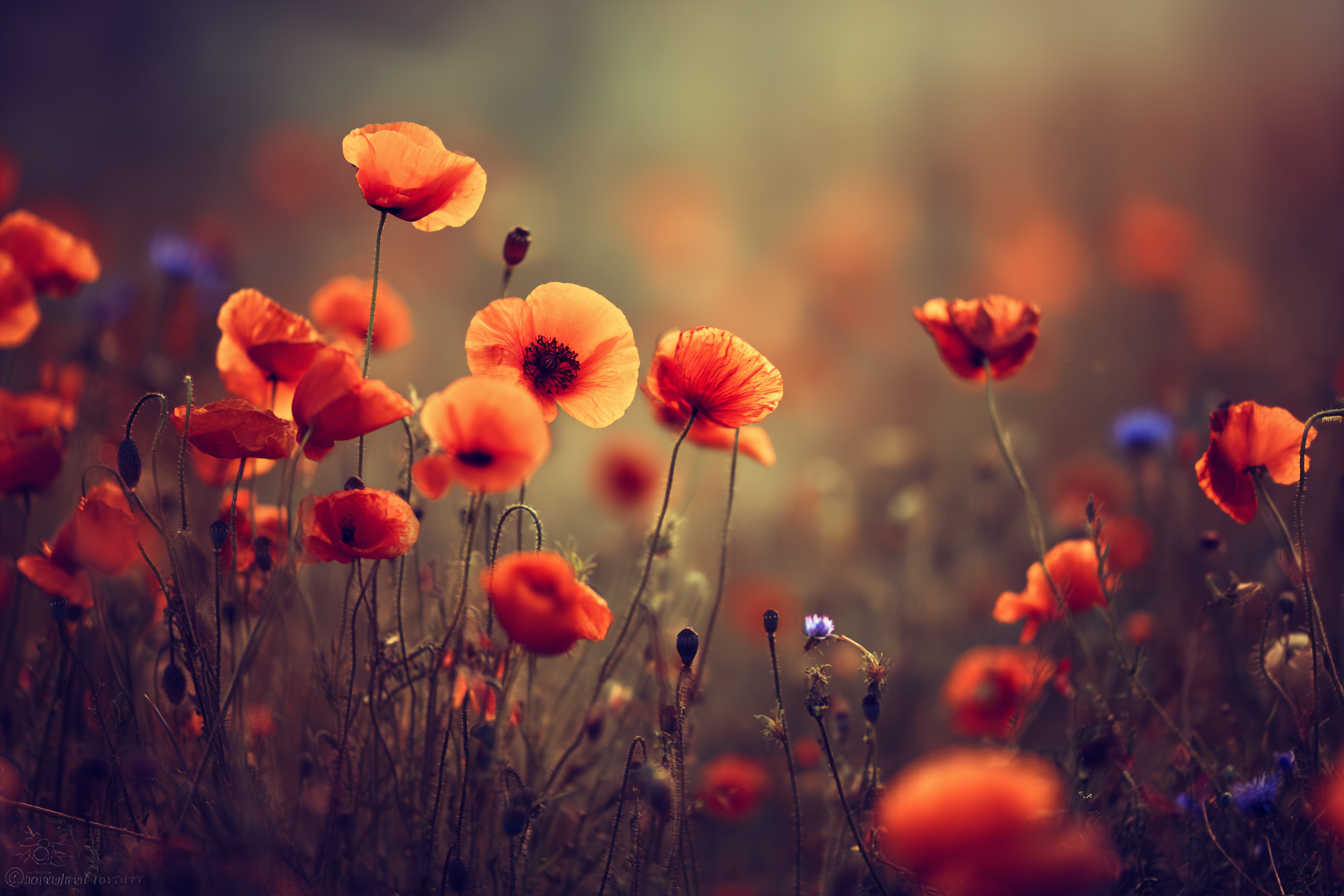 Lebendige Orangene Mohn Mit Blaün Akzenten | Mohn  Pusteblume  Kornblume | Blumen