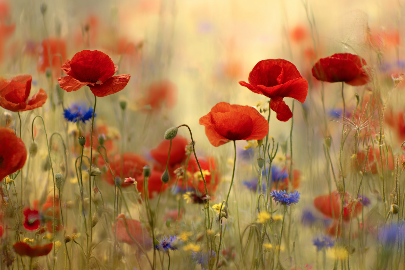 Rote Mohn Und Blaü Korn Auf Wilder Wiese | Mohn  Pusteblume  Kornblume | Blumen