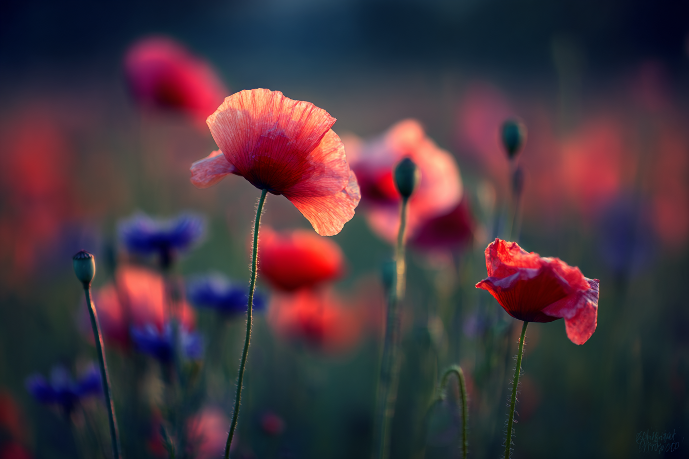 Schönes Mohnfeld Mit Blaün Und Warmem Licht | Mohn  Pusteblume  Kornblume | Blumen
