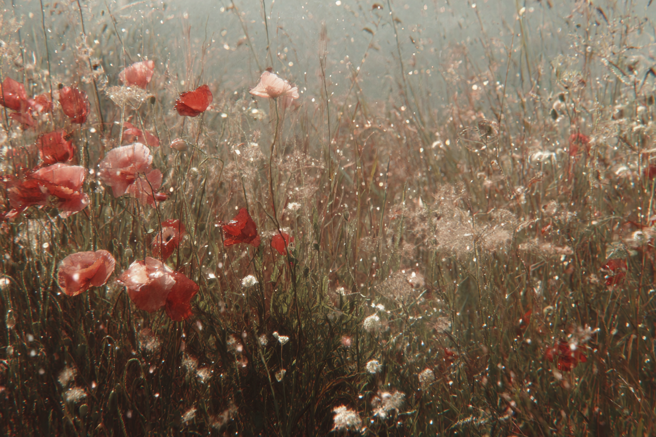 Träumliche Wiese Aus Rot Und Rosa Mohn Mit Tau Und Schimmernden Grasern | Mohn  Pusteblume  Kornblume | Blumen