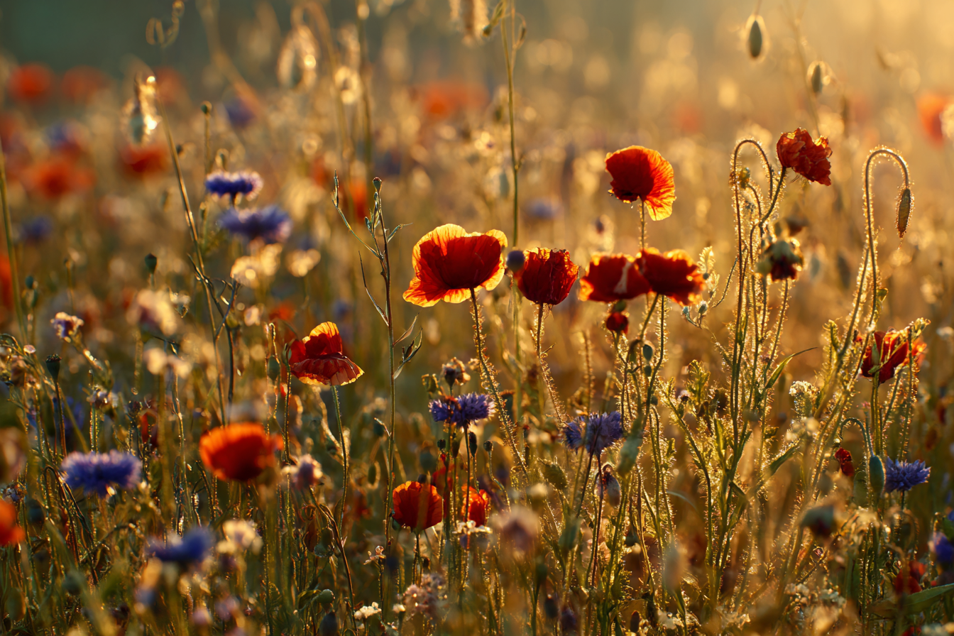 Wildwiese Mit Rotem Mohn Und Blaün Korn Im Goldenen Sonnenlicht | Mohn  Pusteblume  Kornblume | Blumen