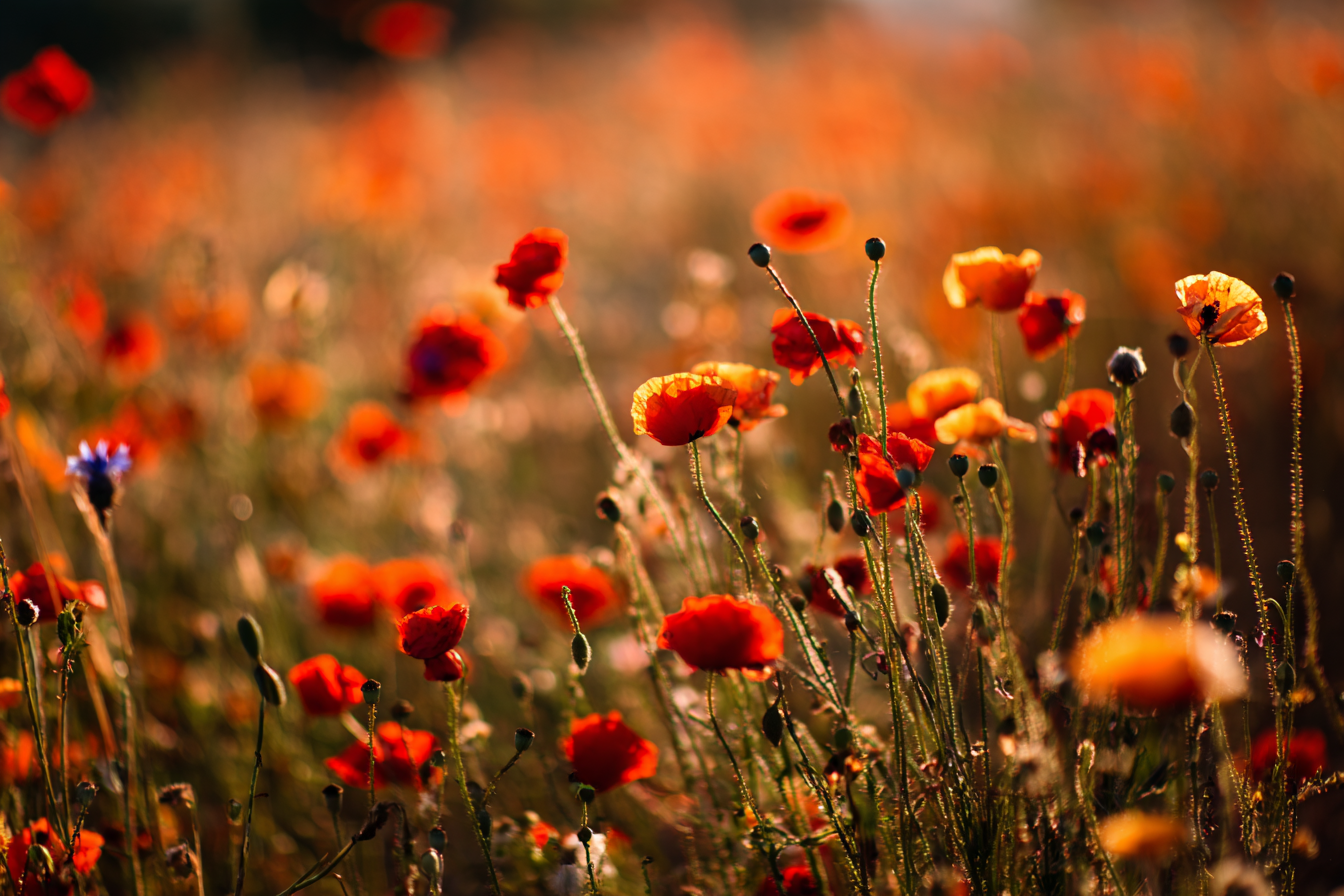 Wiese Mit Roten Und Orangen Mohn Und Blaün Blüten Unscharfer Hintergrund | Mohn  Pusteblume  Kornblume | Blumen
