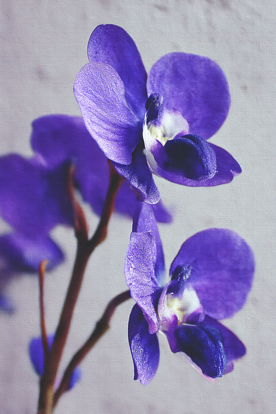 Orchideen Anemonen Pfingstrose Nahaufnahme Von Zarten Lila Orchideenblüten | Orchideen  Anemonen  Pfingstrose | Blumen