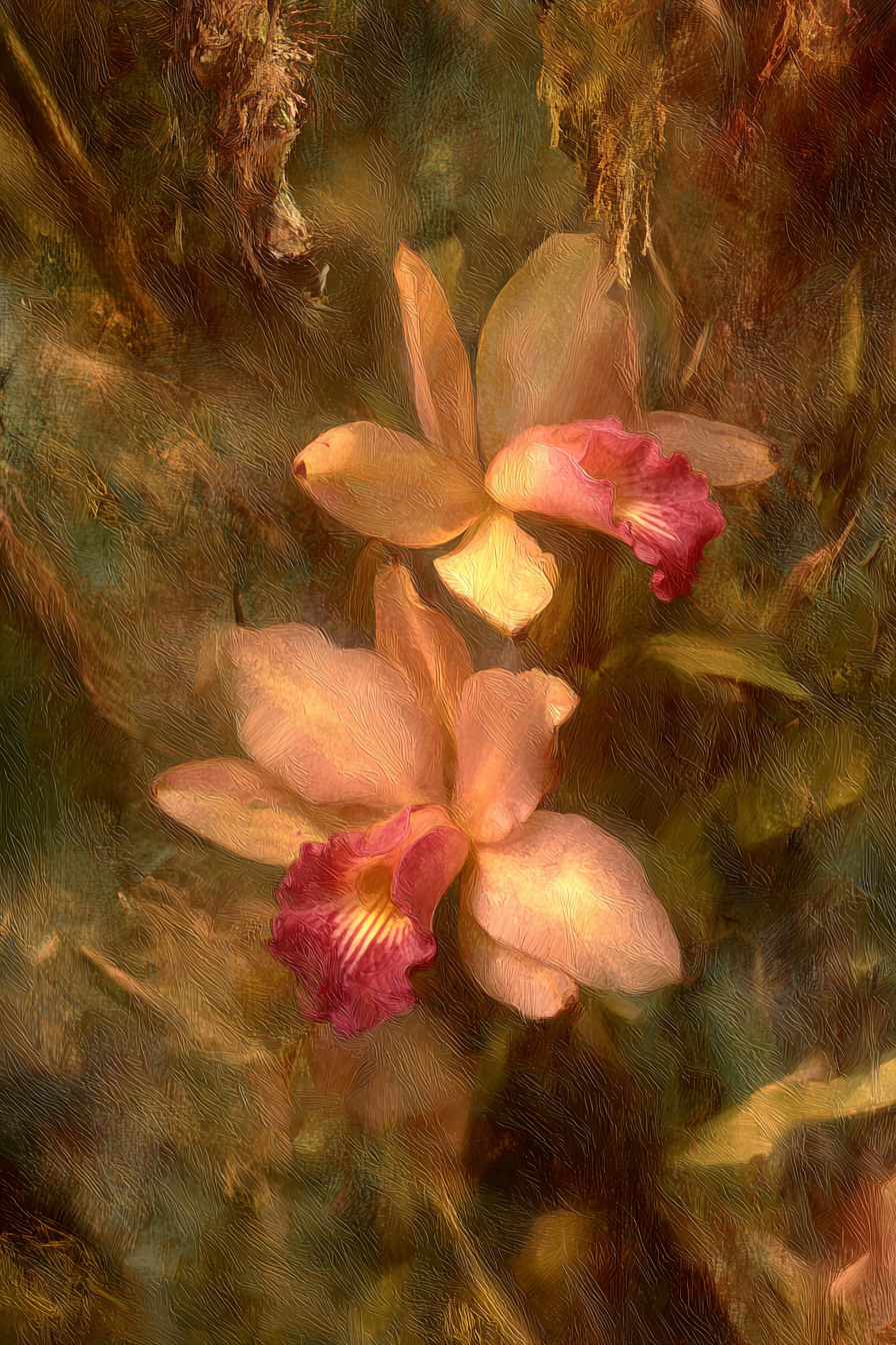 Orchideen Anemonen Pfingstrose Pastellrosa Orchideenpaar Mit Träumerischer Textur | Orchideen  Anemonen  Pfingstrose | Blumen
