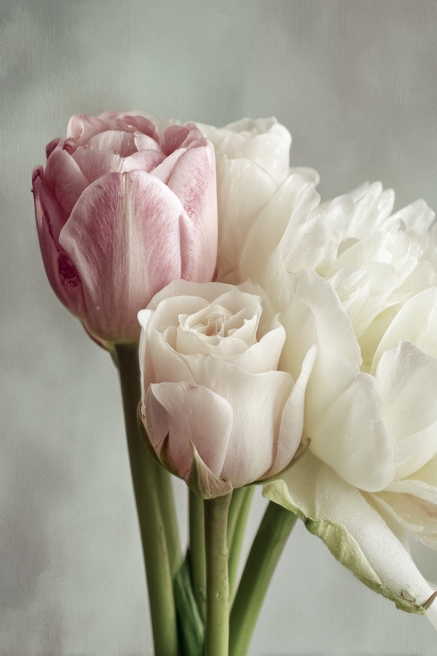 Nahaufnahme Von Rosa Und Weisser Rose Mit Tulpen | Rosen Tulpen Lavendel | Blumen