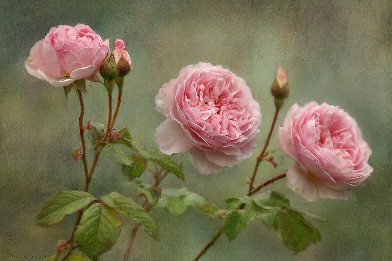 Rosa Rosen In Verschiedenen Blütenstadien Mit Knospen Und Grünen Blättern | Rosen Tulpen Lavendel | Blumen