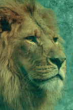 Stilisiertes Loewenportraet | Grandeur Chic | Einrichtungsstile