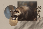 Raccoon Digitale Kunst Mit Kreisen Und Blattern Hintergrund Texturiert | Modern Basic | Einrichtungsstile