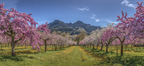 Blühende Bäume Berglandschaft Frühling | Fruehling | Jahreszeiten