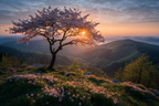 Blühende Kirschblüte Landschaft Sonnenaufgang Oder Sonnenuntergang | Fruehling | Jahreszeiten