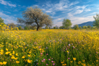 Blühendes Wiesenfeld Mit Wildblumen Springtag | Fruehling | Jahreszeiten