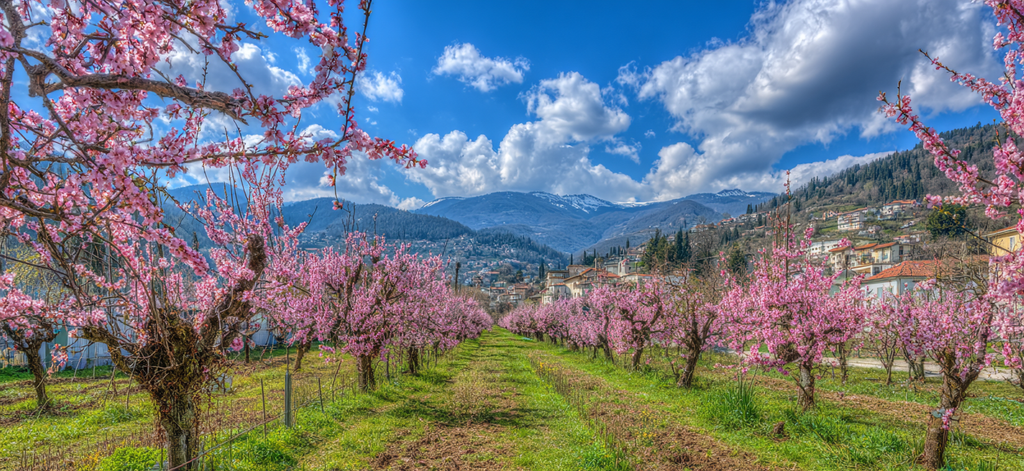 Bluhende Obstbäume Mit Himmel Und Bergen | Fruehling | Jahreszeiten