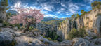 Cherry Blossom Baum Canyon Landschaft Ruhe Natur | Fruehling | Jahreszeiten