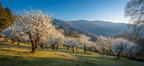 Kirschenblüte Im Mit Rolldenden Hügeln Und Bergen | Fruehling | Jahreszeiten