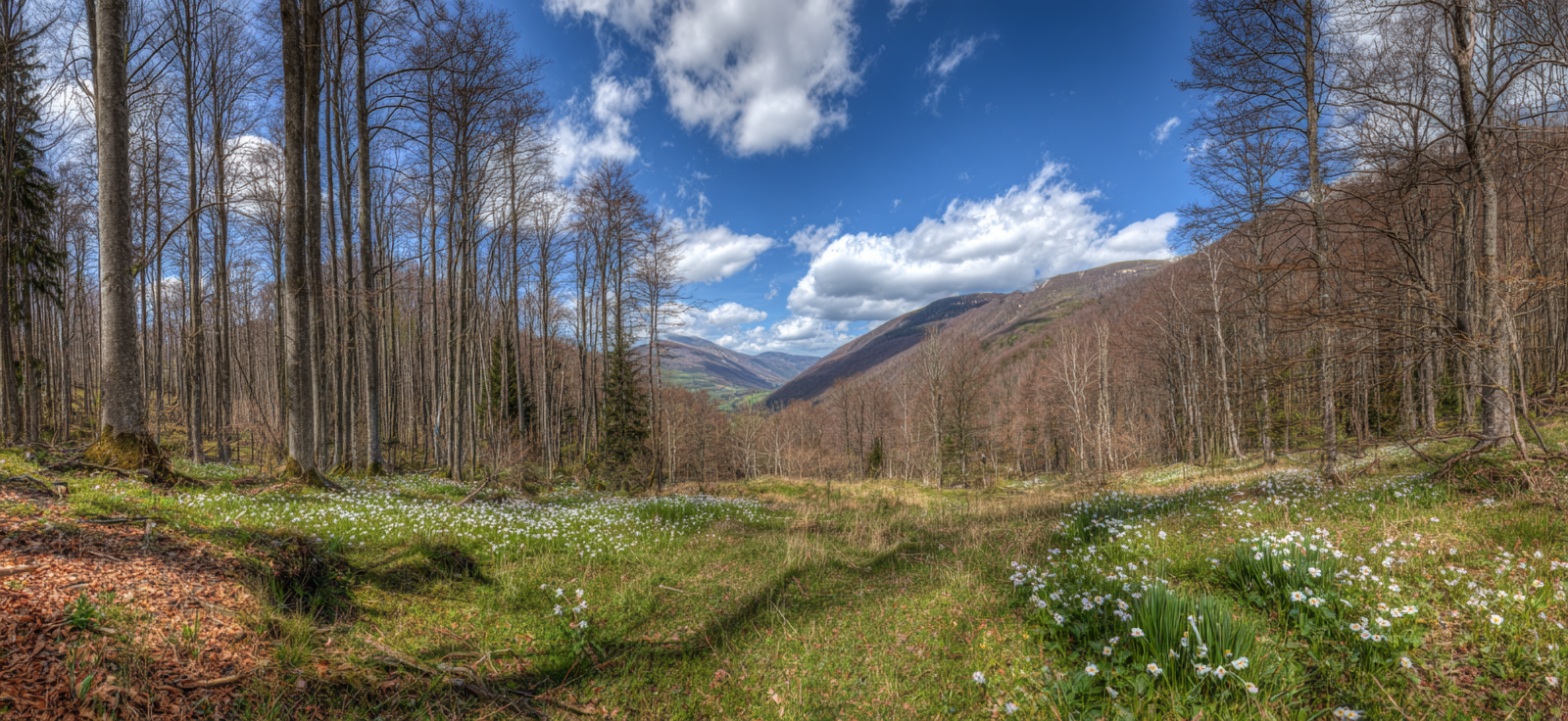 Panoramablick Auf Waldlandschaft Mit Himmel Und Blumen | Fruehling | Jahreszeiten