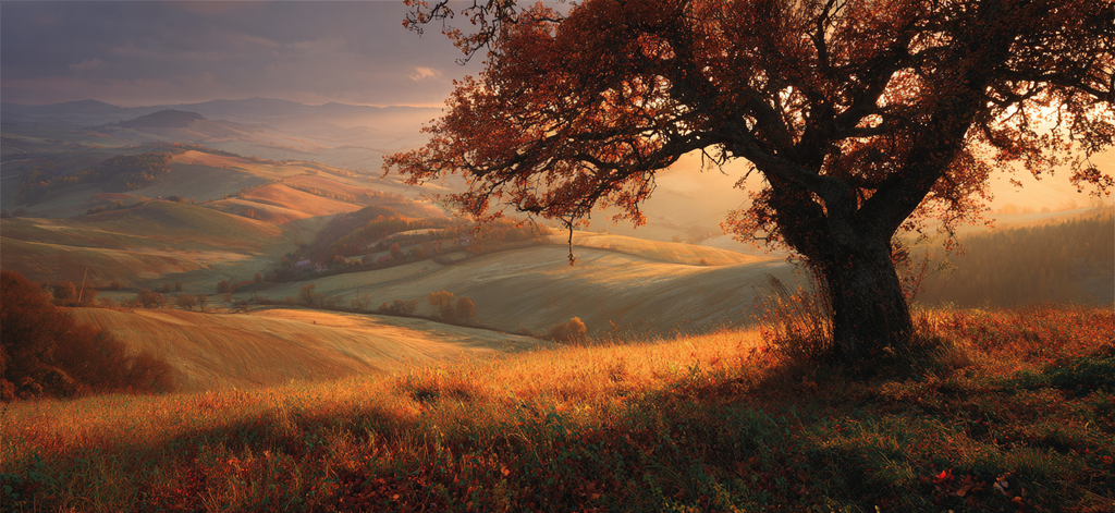 Landschaft Mit Einem Einzeln Baum Und Bunten Blättern | Herbst | Jahreszeiten