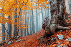 Liche Waldszene Mit Eule Und Nebelhaften Bäumen | Herbst | Jahreszeiten