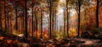 Licher Wald Mit Bunten Blättern Und Steinen | Herbst | Jahreszeiten