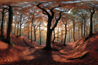 Licher Wald Mit Orangen Roten Näcken Und Lichtspiel | Herbst | Jahreszeiten