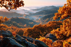 Licher Wald Mit Orangenem Laub Bei Horizontale Nebeligem Himmel | Herbst | Jahreszeiten