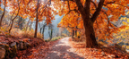 Licher Weg Durch Den Wald Mit Orangen Blättern | Herbst | Jahreszeiten