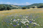 Szenische Landschaft Viele Bunte Wildblumen Hügel Blaür Himmel | Sommer | Jahreszeiten