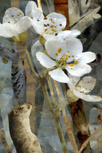 Naheaufnahme Von Weissen Blumen Und Einem Tier Mit Hintergrundtexturen | Collagen | Kunstgattungen