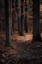 Herbstwald Mit Baumen Und Blattern | Fotografie | Kunstgattungen