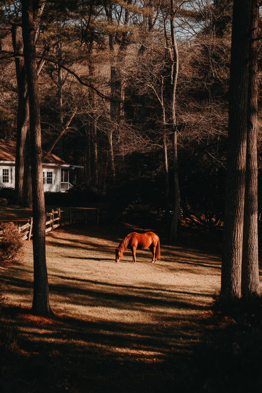 Pferd Weide Wald | Fotografie | Kunstgattungen