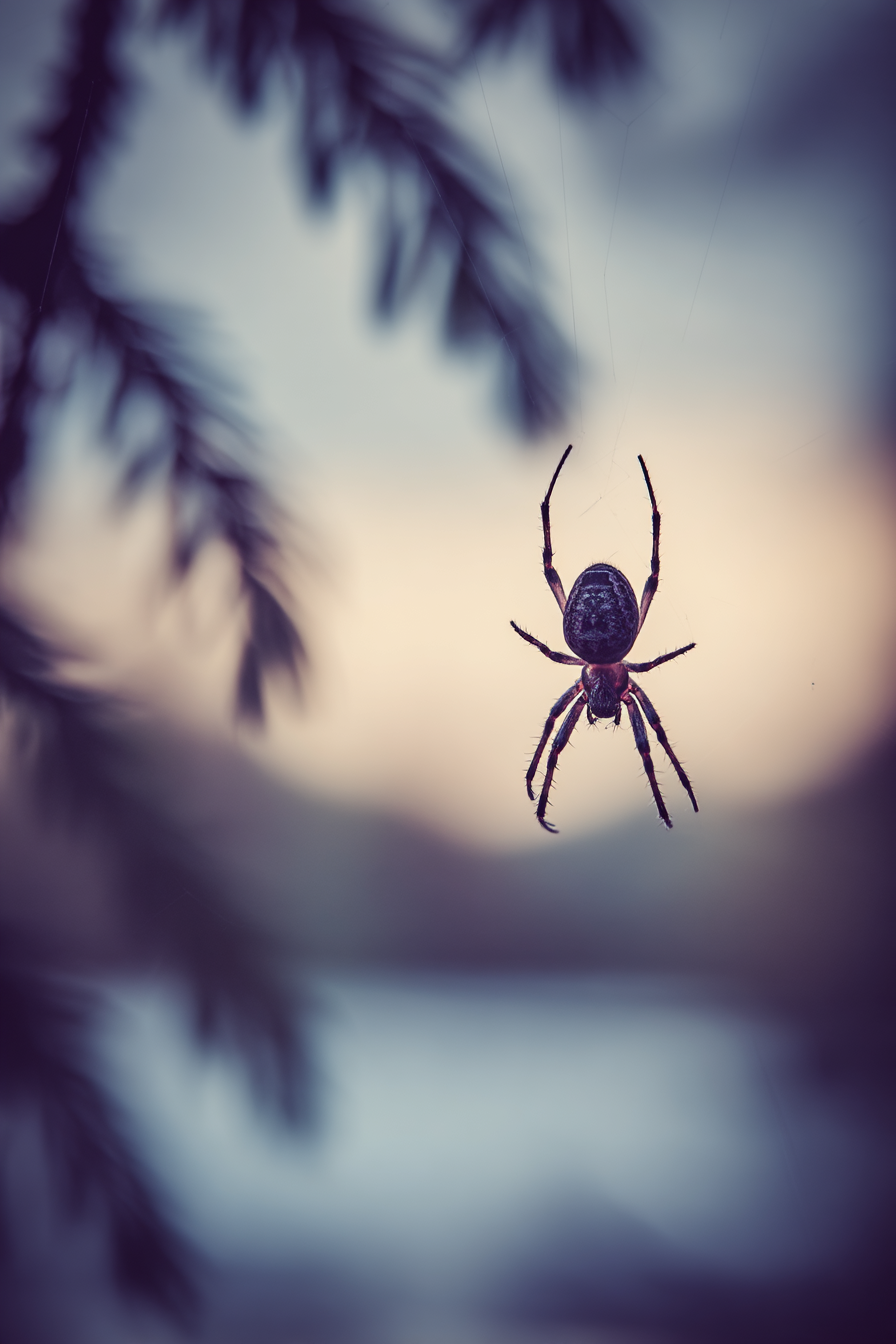 Spider Im Welt Warne Bild Unscharf Hintergrund | Fotografie | Kunstgattungen
