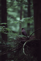Vogel Im Nest Umgeben Von Baeumen Im Wald Moodige Atmosphaere | Fotografie | Kunstgattungen