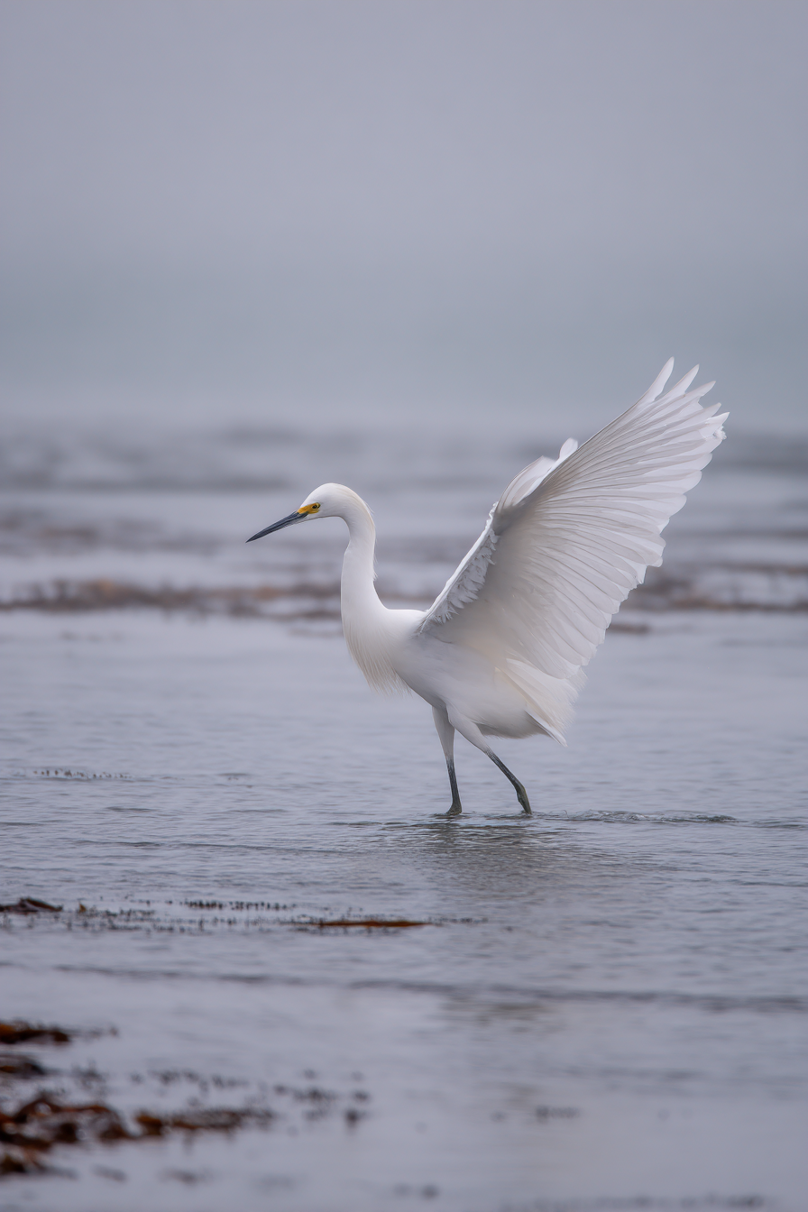 Weisses Vogel Im Seichtem Wasser Egret Mistige Atmosphaere | Fotografie | Kunstgattungen