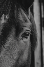 Pferd Auge Dunkel | Fotografie | Kunstgattungen