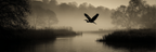 Ruhige Landschaft Mit Fluß Nebel Und Heron | Fotografie | Kunstgattungen