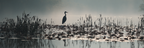 Vogel Im Nebel | Fotografie | Kunstgattungen