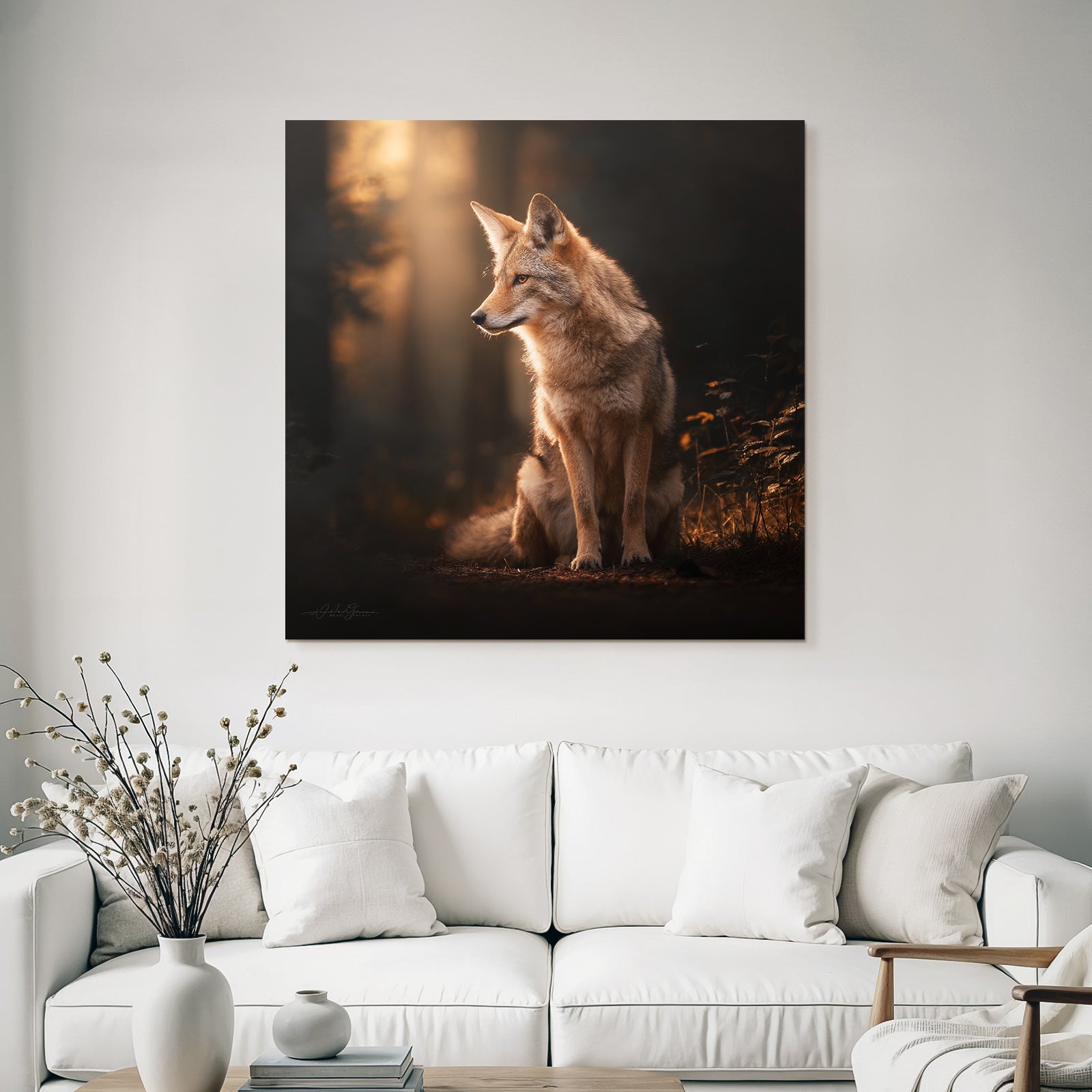 Coyote Wald Sanft Licht