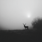 Reh Nebel Landschaft | Fotografie | Kunstgattungen