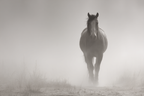 Pferd Im Nebel Ruhige Stimmung | Fotografie | Kunstgattungen