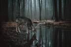 Portrait Reh Trinkt Waßer Im Wald Moody Atmosphere | Fotografie | Kunstgattungen