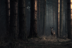 Ruhiger Wald Mit Einem Hirsch Im Dunkeln | Fotografie | Kunstgattungen