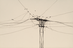 Strommast Mit Drähte Und Vögel | Illustration und Zeichnung | Kunstgattungen