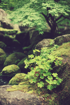 Moosbewachsene Felsen Und Grüne Pflanzen Am Ruhigen Gewasser | Asien | Laender und Reisen