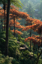 Tropische Landschaft Mit Orangenen Bäumen Und Üppiger Vegetation | Asien | Laender und Reisen