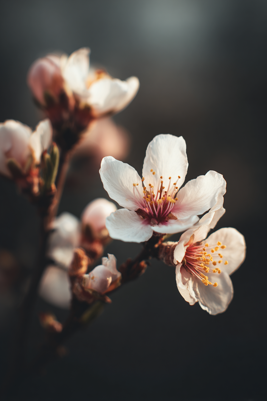 Zarte Rosafarbene Und Weisse Obstbaumblüten Im Unscharfen Hintergrund | Asien | Laender und Reisen