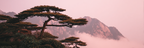 Ruhige Landschaft Mit Imposantem Baum Und Mystischen Bergen Im Morgennebel | Asien | Laender und Reisen