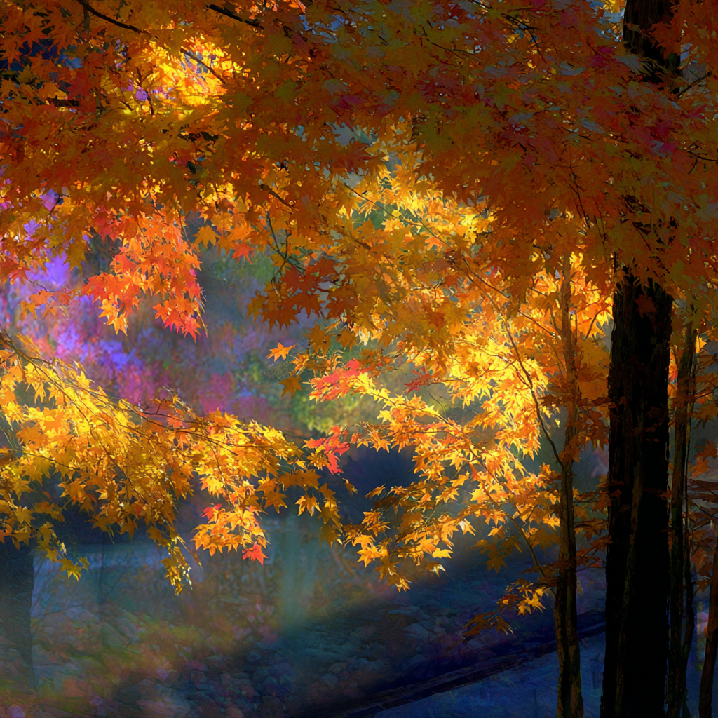 Herbstliche Bäume Mit Buntem Falllaub Und Weichem Licht | Asien | Laender und Reisen