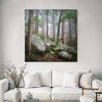 Nebeliger Wald Mit Hohen Bäumen Und Grossen Felsen