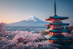 Japanische Pagode Und Kirschblüten Vor Schneebedecktem Berg | Asien | Laender und Reisen